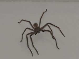 Spider in shower room campsite