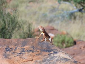 King Canyon Walks - Lizard