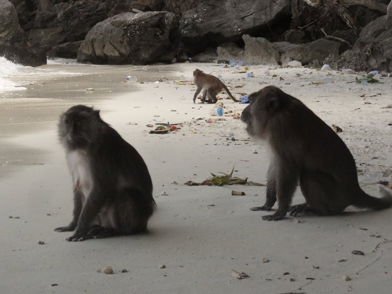 Monkeys on Monkey Beach