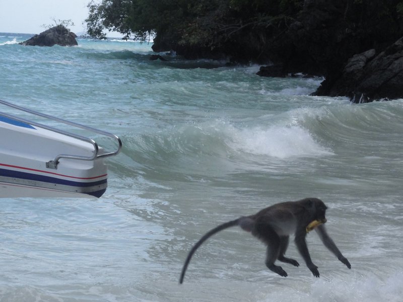 Monkey jumping from boat
