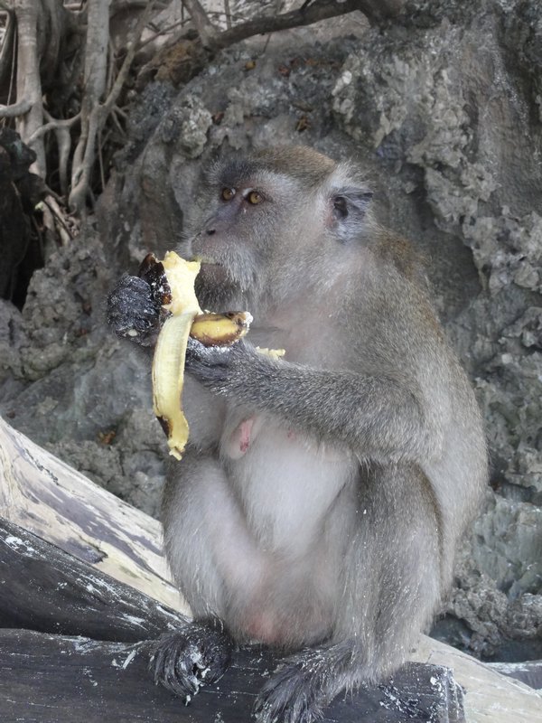 Monkey on Monkey beach
