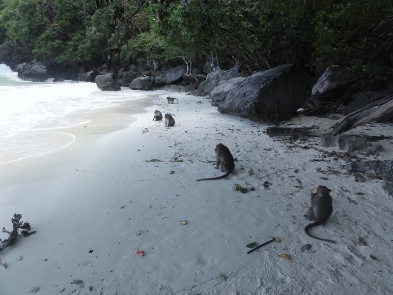 Monkeys on Monkey beach