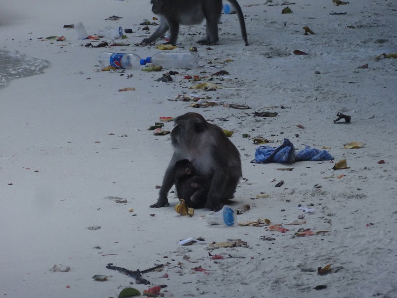 Monkey and baby on Monkey beach