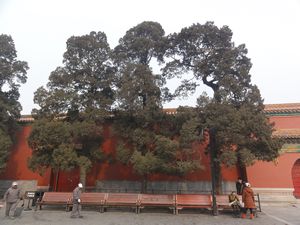 Nine Dragon Wall Trees