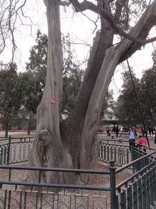 Pagoda tree and Cypress tree