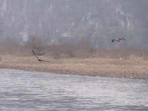 River Li -Golden Eagles