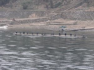 River Li - Fishing Comorants