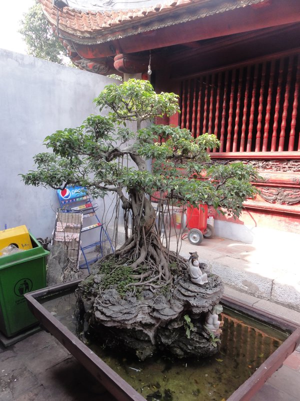 Temple of Literature - tree