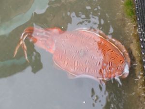 Halong Bay - Giant Squid