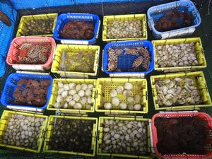 Halong Bay - Shell fish market