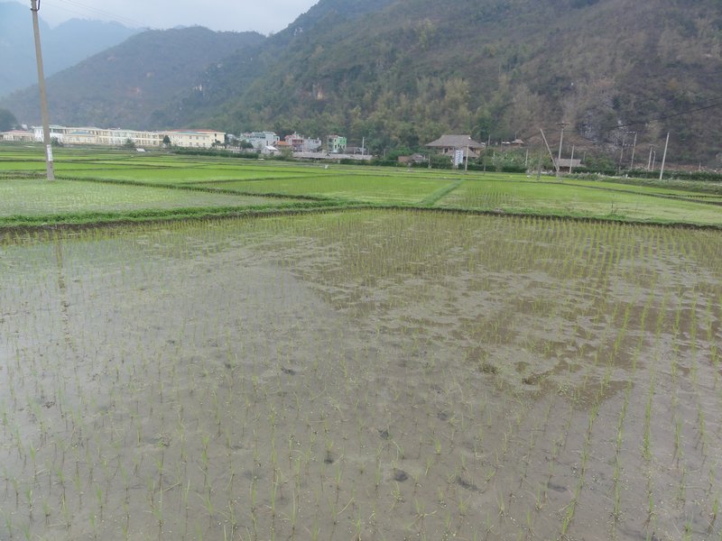 Mai Chau Valley - Rice Fields