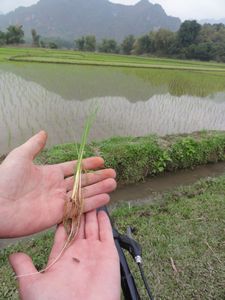 Mai Chau rice fields