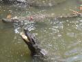 Crocodile pit