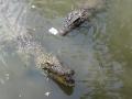 Crocodile pit