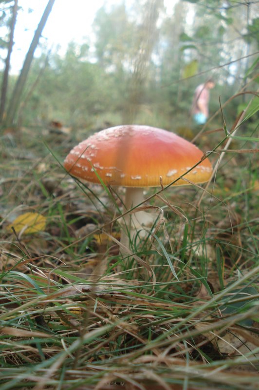 Massive Mushroom