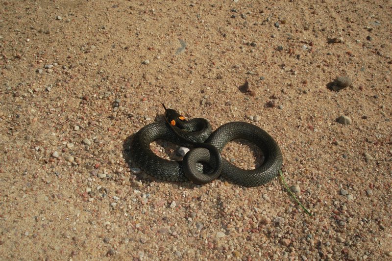 A Harmless Snake