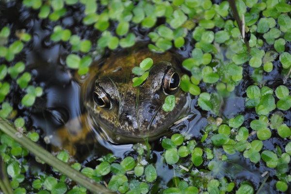 Frogs in the garden!