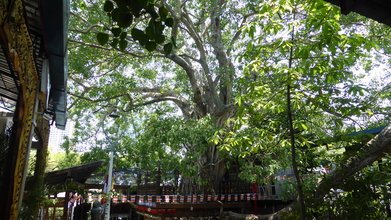 Das ist der Baum, der aus einem Ast des Baumes gepflanzt wurde unter dem Buddha seine Erleuchtung fand.