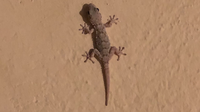 Dem kleinen Gecko hat es auf unserem Balkon gefallen.
