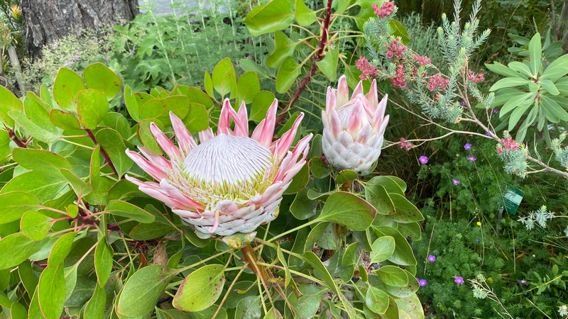 Die Blume kommt aus Südafrika