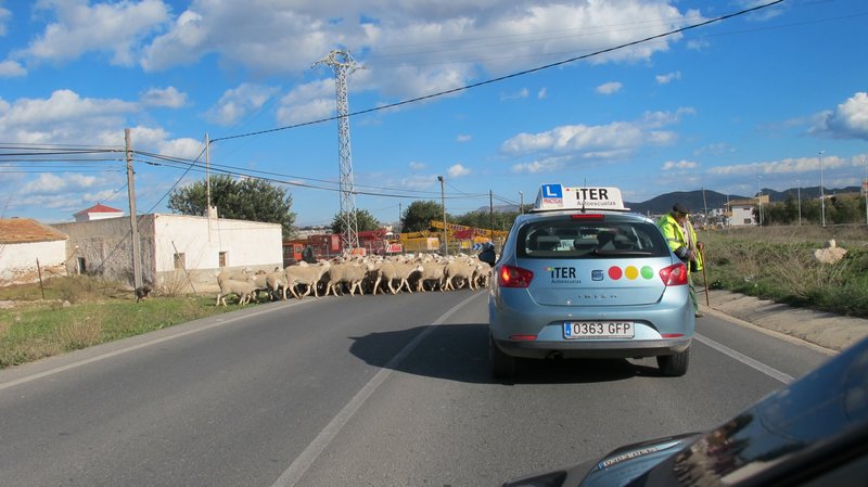 Schafe ueberqueren die Stasse