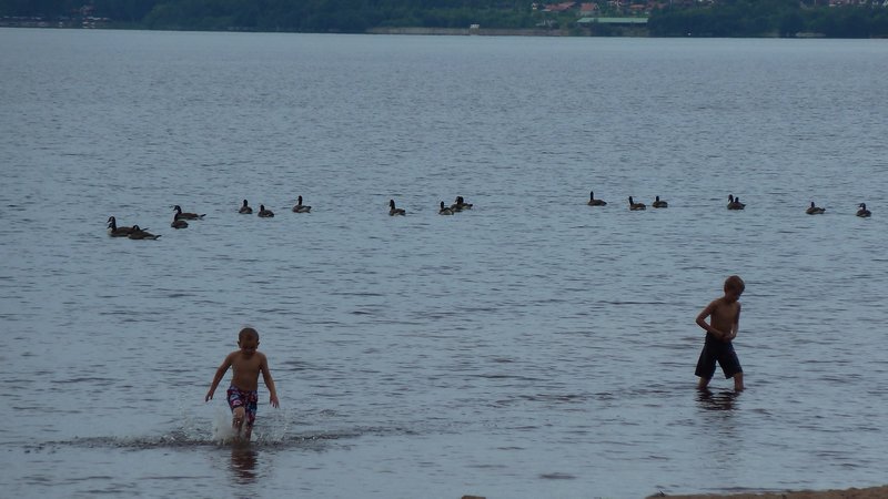 Die schwedischen Kinder und die Wildgänse baden trotz dem kühlen Wetter
