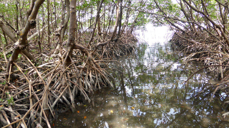 Mangroven Dickicht.