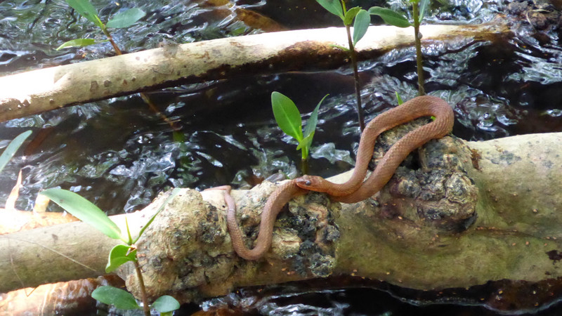 Mangrove Water Snake.