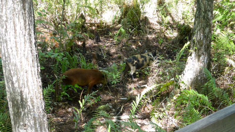 Eine Rotte Wildschweine auf Futtersuche.