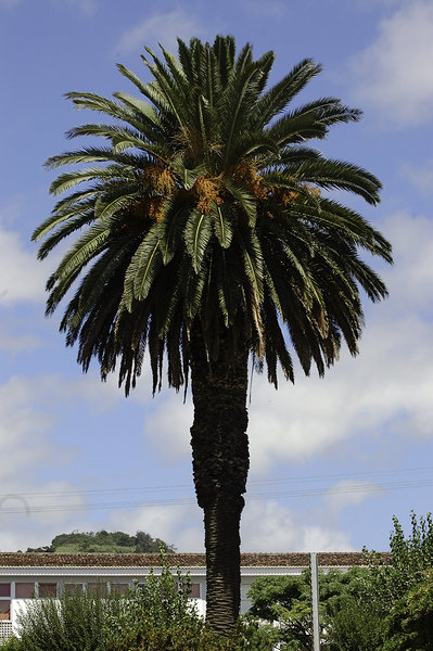Palm tree again