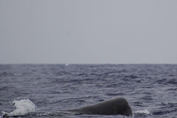 First whale sighting