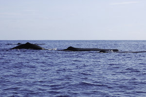 whales revisited
