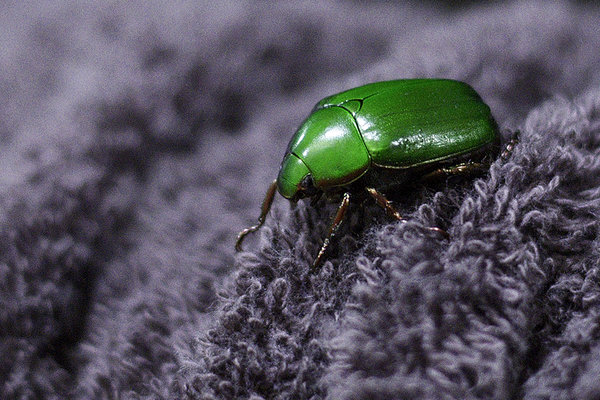 very shiny beetle