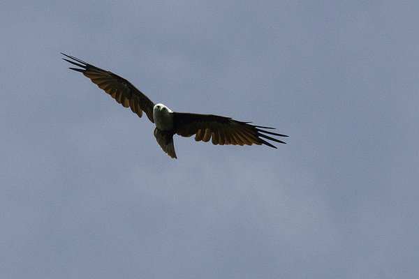 Imperial or White-bellied Sea Eagle