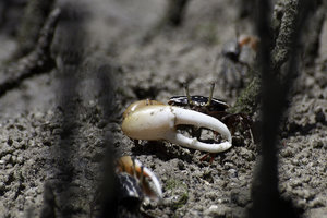 mud crabs
