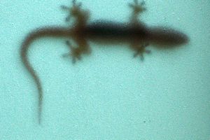 little gecko trough glass