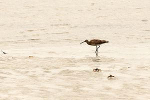 Whimbrel  maybe