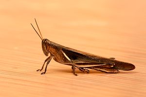 huge grasshopper