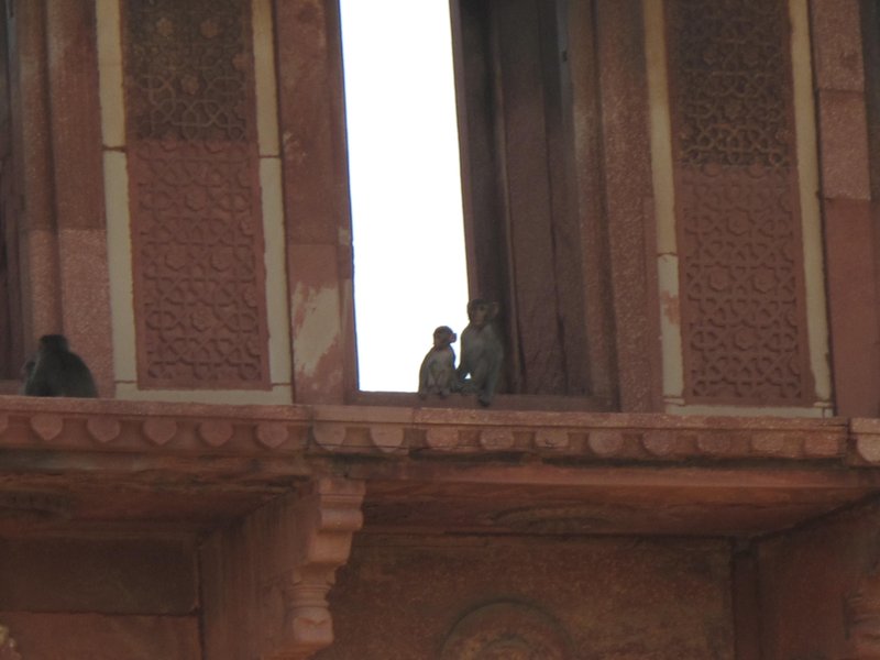 Monkeys at the Agra Fort