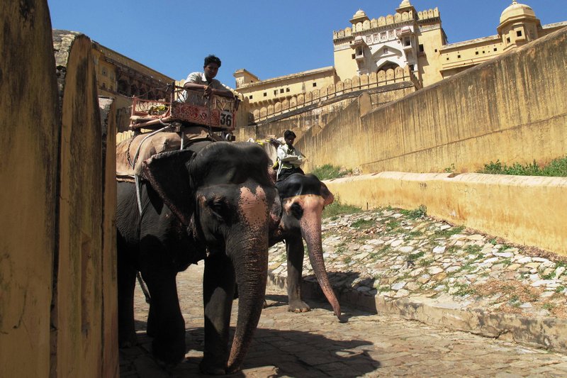 Elephants at the Amber Fort