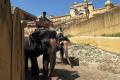 Elephants at the Amber Fort