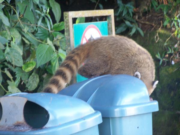 This is a coati