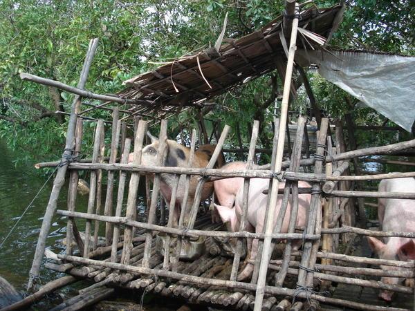 pigs in the floating village