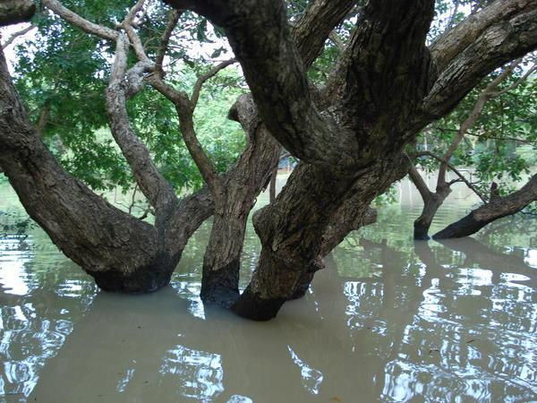 flooded forest