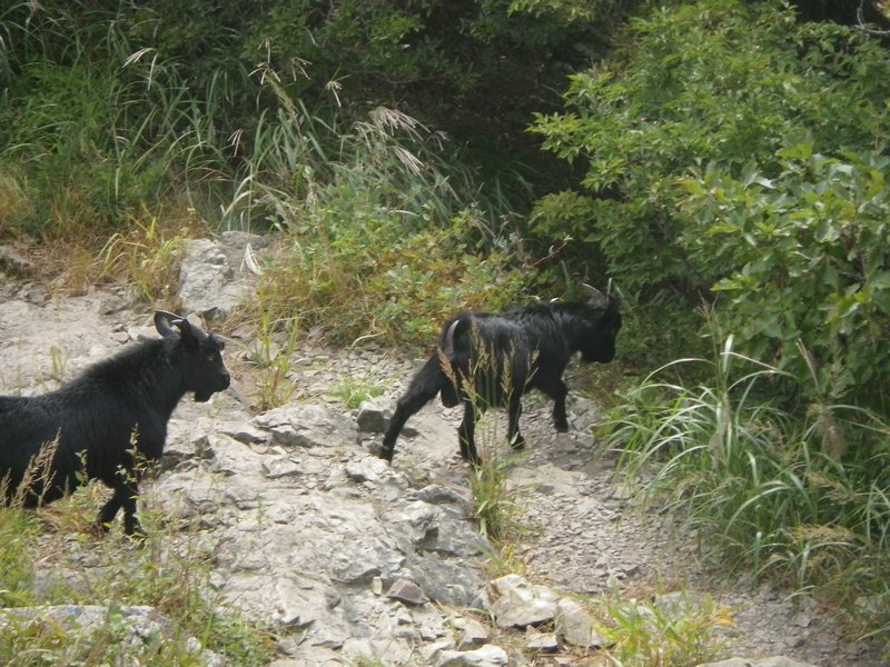 Goats which live in the mountains
