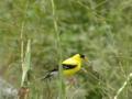 Iowa yellow bird