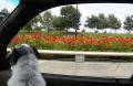 Chicago Sophie on Lake Shore Drive