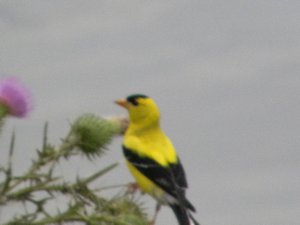 Iowa: Lake McBride bird