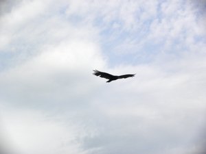 Iowa Turkey Vulture