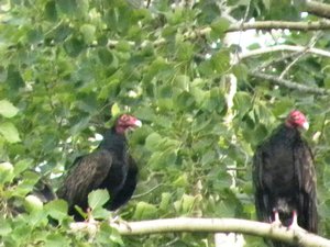 Iowa Turkey Vultures